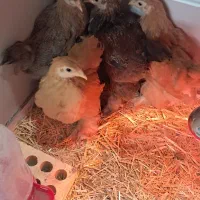 جوجه ۲.۵ ماهه برهما|حیوانات مزرعه|شهرضا, |دیوار