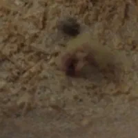 عروس هلندی ،مرغ عشق جفت|پرنده|ساوه, |دیوار