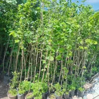 نهالستان گل محمدی