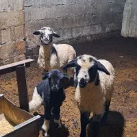 سه عددبره بفروش میرسد