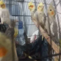 کوتوله برزیلی/ جوجه عروس هلندی|پرنده|صدرا-فارس, فاز ۱|دیوار