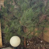 کاج طبیعی کریسمس