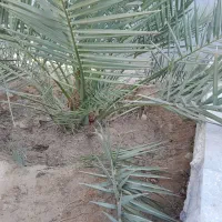 نخل قصب خنیزی خاصویی|گل و گیاه طبیعی|خورموج, |دیوار