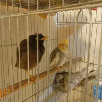 پرنده|پرنده|اهواز, کوی صنایع|دیوار