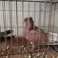 کبوتر  سرخ اخمو با کله ای پرشی