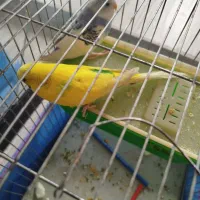 مرغ عشق جفت