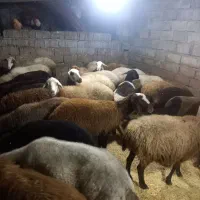 گوسفندشیرکرآبستن|حیوانات مزرعه|دابودشت, |دیوار