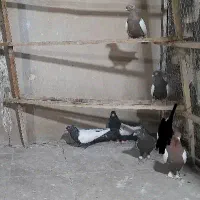 کفتررنگی|پرنده|قم, گلزار|دیوار