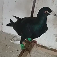کبوتر|پرنده|محمدشهر, محمدشهر|دیوار