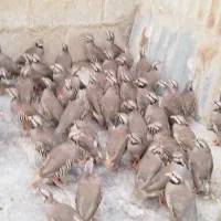 جوجه محلی|حیوانات مزرعه|هندیجان, |دیوار