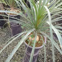 گلهای طبیعی|گل و گیاه طبیعی|گلپایگان, |دیوار