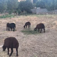 بره نر وماده 8راس