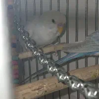 مرغ عشق ۷ ماهه نر