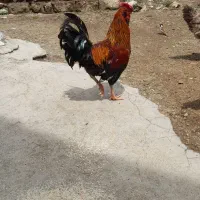 خروس محلی جنگی سالم و سرحال