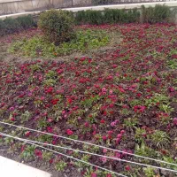 کار فضای سبز