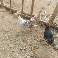 بوقلمون محلی واکسن زده وتمیز وسرحال|حیوانات مزرعه|یاسوج, |دیوار