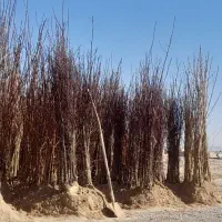 نهال|خدمات باغبانی و درختکاری|مهریز, |دیوار