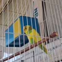 مرغ عشق ماده