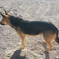 واگذاری حیوانات