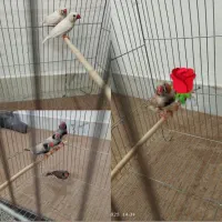 فنچ لپ سیاه و کینگ و مرغ عشق