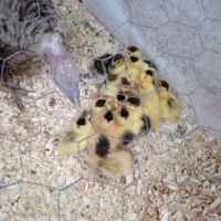 جوجه اردک مسکویی