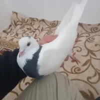 کبوتر طوقی|پرنده|نقده, |دیوار