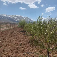 باغ ۵ ساله فنس کشی