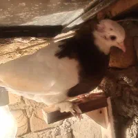 کبو تتر|پرنده|سبزوار, امیر کبیر|دیوار