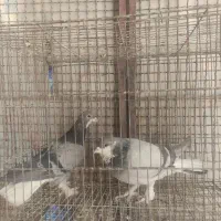 دمگیر و طوقی