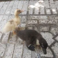 جوجه اردک دو ماهه بسیار زیبا