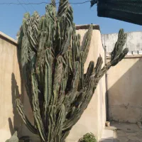 کاکتوس برگ ناودونی|گل و گیاه طبیعی|بوشهر, |دیوار