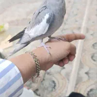 جفت عروس هلندی سخنگوفروش فوری