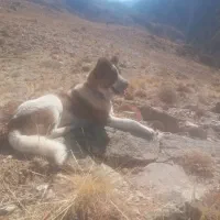 سگ محسوس گوس