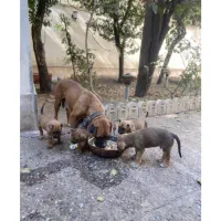 سگ باکسر ماده