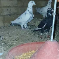 کبوتر|پرنده|بوئین زهرا, |دیوار