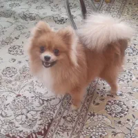 سگ پامرین روباهی نر