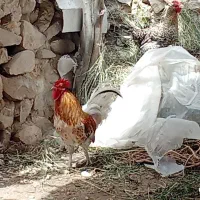 مرغ محلی اصل