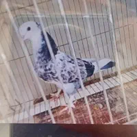 کبوتر
