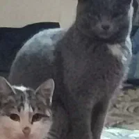 حیوان خانگی