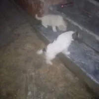 نگهبان باغ ومنزل
