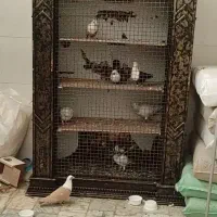 قفس چوبی جفتگاه