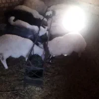 گوسفند فروشی|حیوانات مزرعه|کاخک, |دیوار