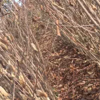 نهالونهالستانشناسهدارگیلاسی|خدمات باغبانی و درختکاری|گلبهار, نوبهار|دیوار