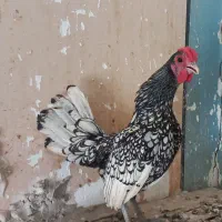 ۱۵۰