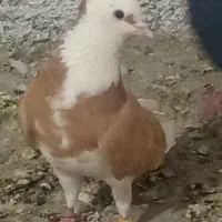 کفترهمه آس