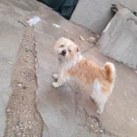 پاپی پشمالو