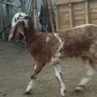 بزغاله پنجاب