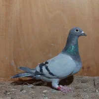 پلاکی عراق مسابقاتی پرینت دار