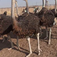 شترمرغ پرواری