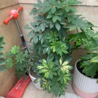 گل طبیعی|گل و گیاه طبیعی|تهران, اتابک|دیوار